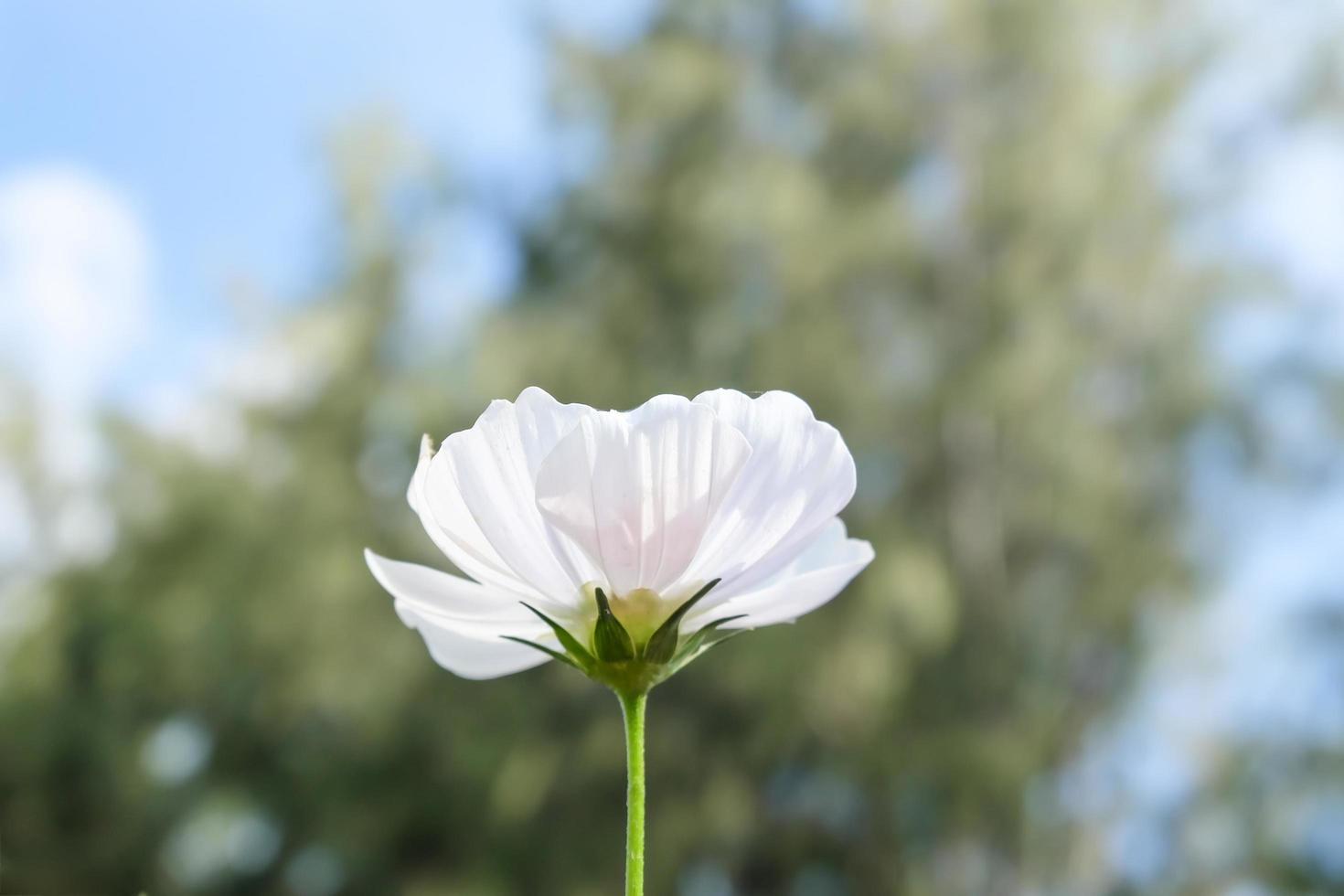 White Cosmos flower on nature sky background photo