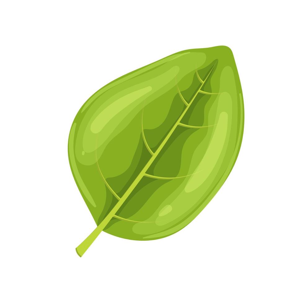 oregano leaf cartoon vector illustration