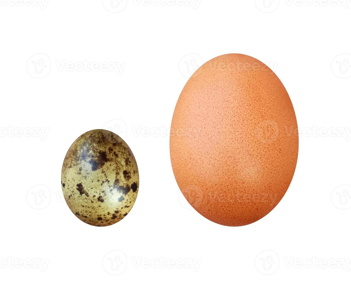 The size of quail eggs and chicken eggs are different. photo