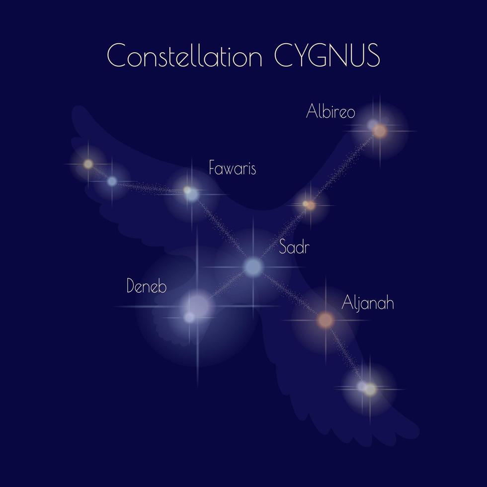 constelación cygnus en el antecedentes de oscuro azul cielo. estrellas de el del Norte celestial hemisferio. contorno de el cisne. informativo póster. vector. vector