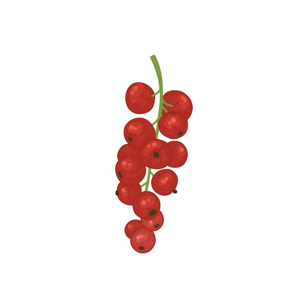 vector ilustración con rojo grosella bayas. brillante arbusto frutas en acuarela estilo para el diseño de té, jugo, mermelada, vino, limonada, dulces y eco - productos aislado en un blanco antecedentes.