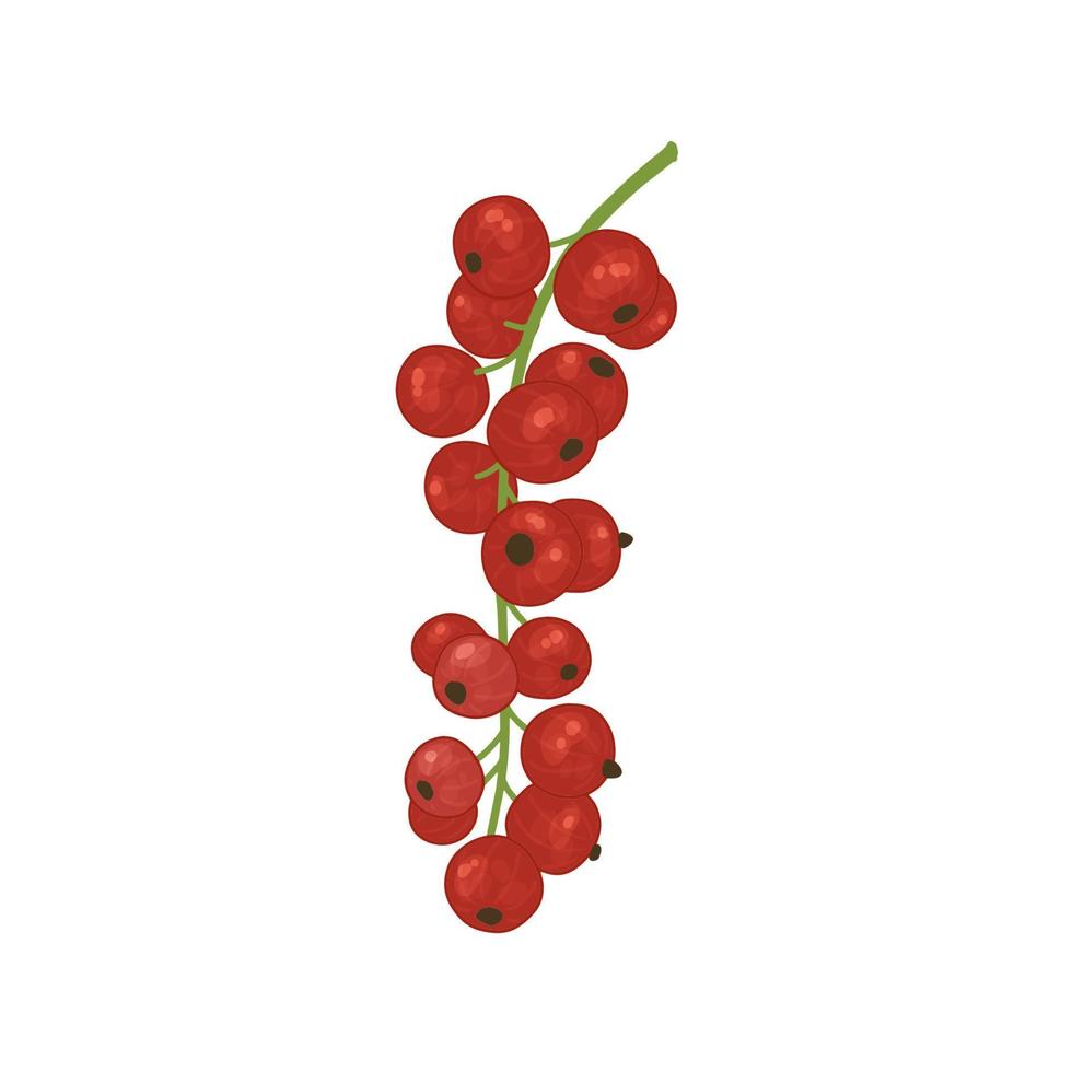 Vector illustration with red currant berries. Bright shrub fruits in watercolor style for the design of tea, juice, jam, wine, lemonade, sweets and eco - products. Isolated on a white background.