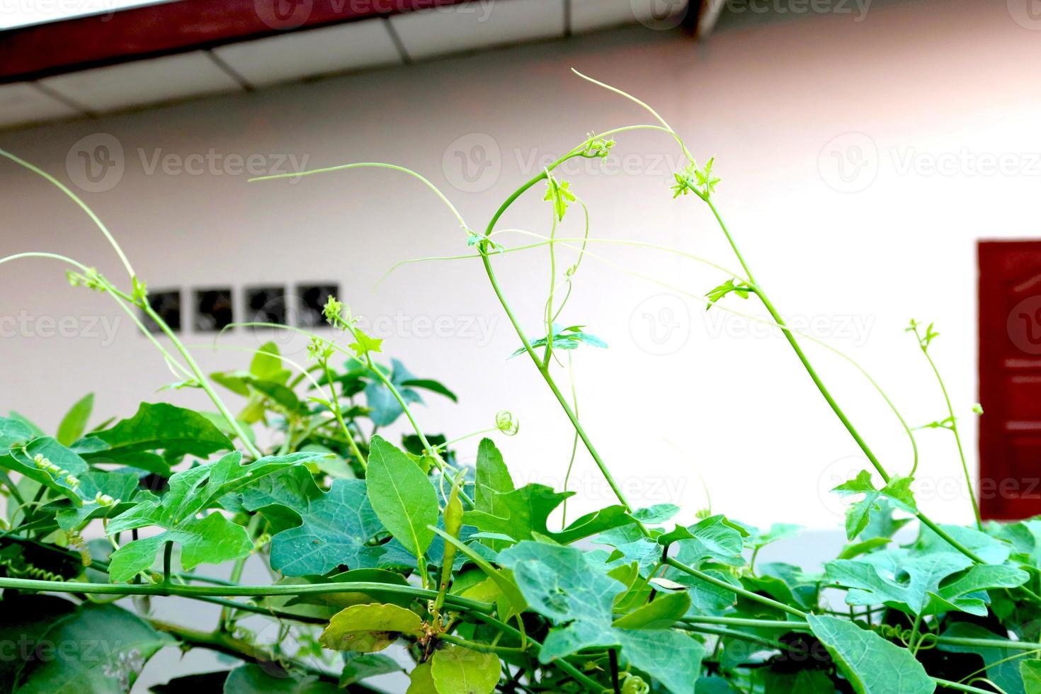 Ivy gourd in garden beside house photo