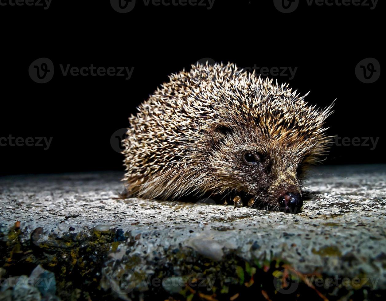 Cute sleeping hedgehog photo