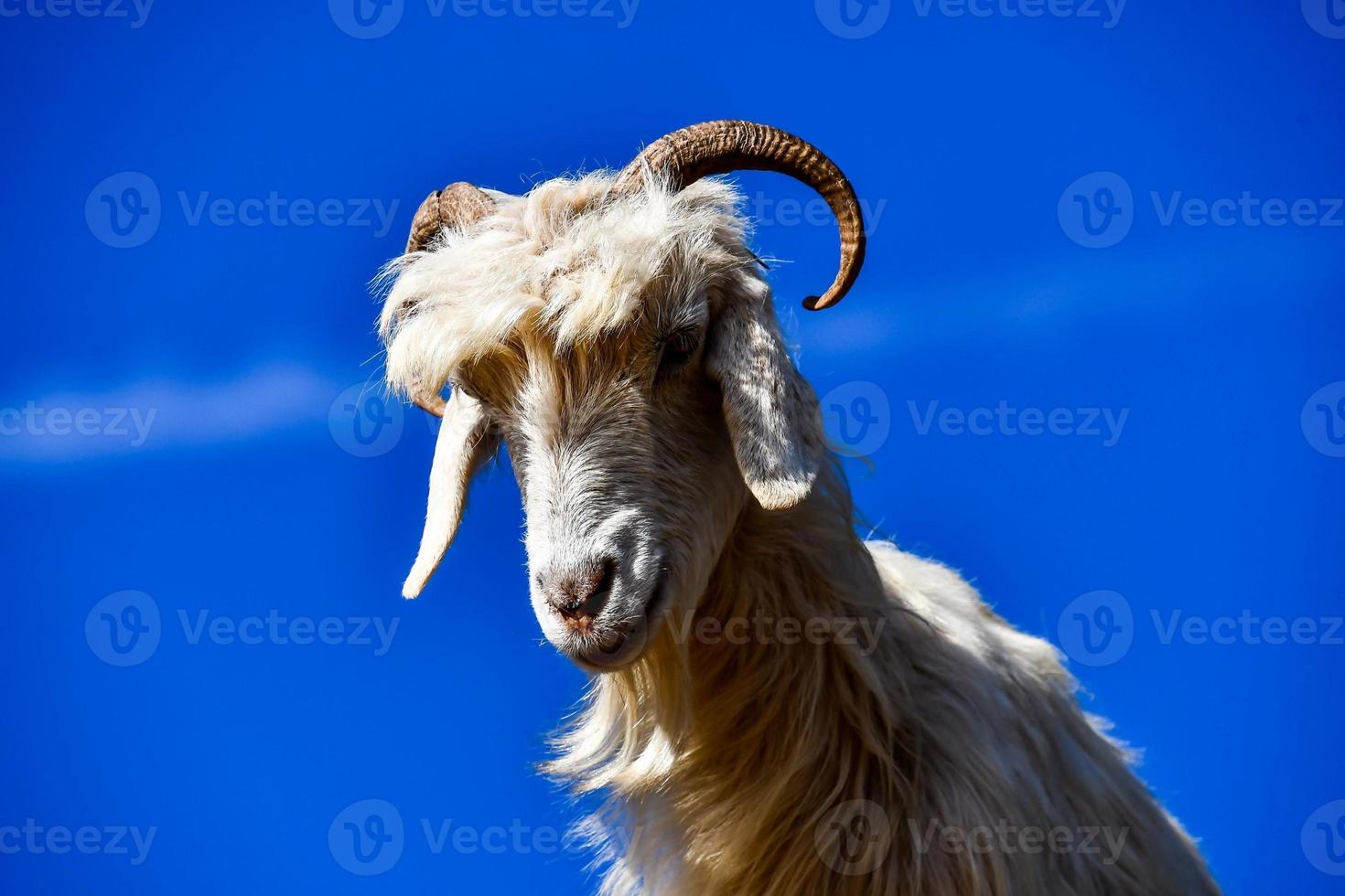 Goat perched in the tree branches photo