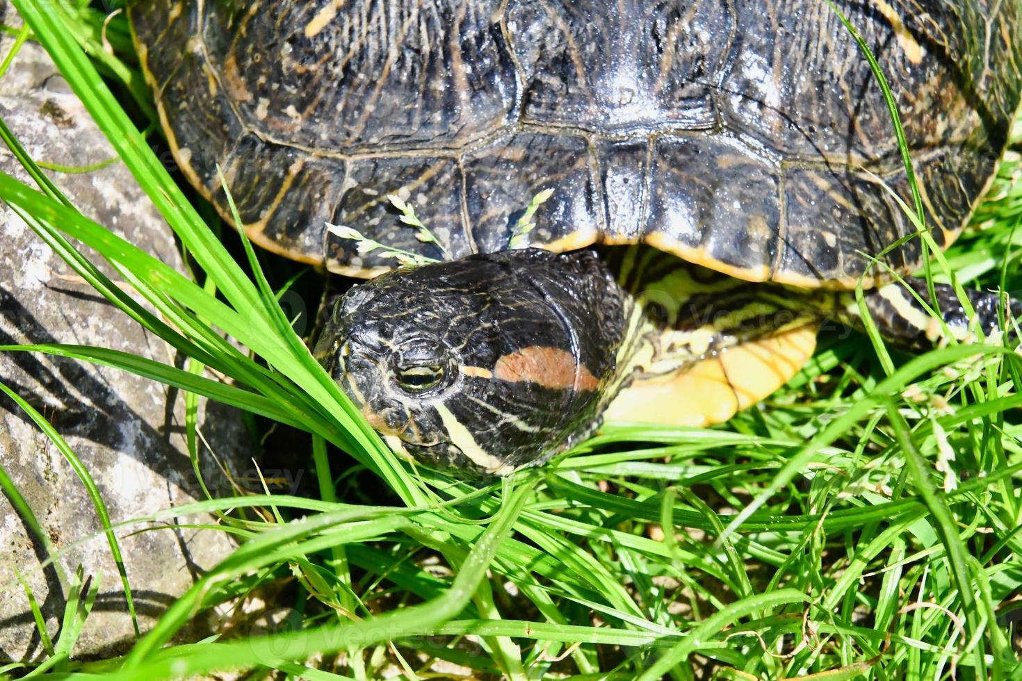 Cute painted turtle photo