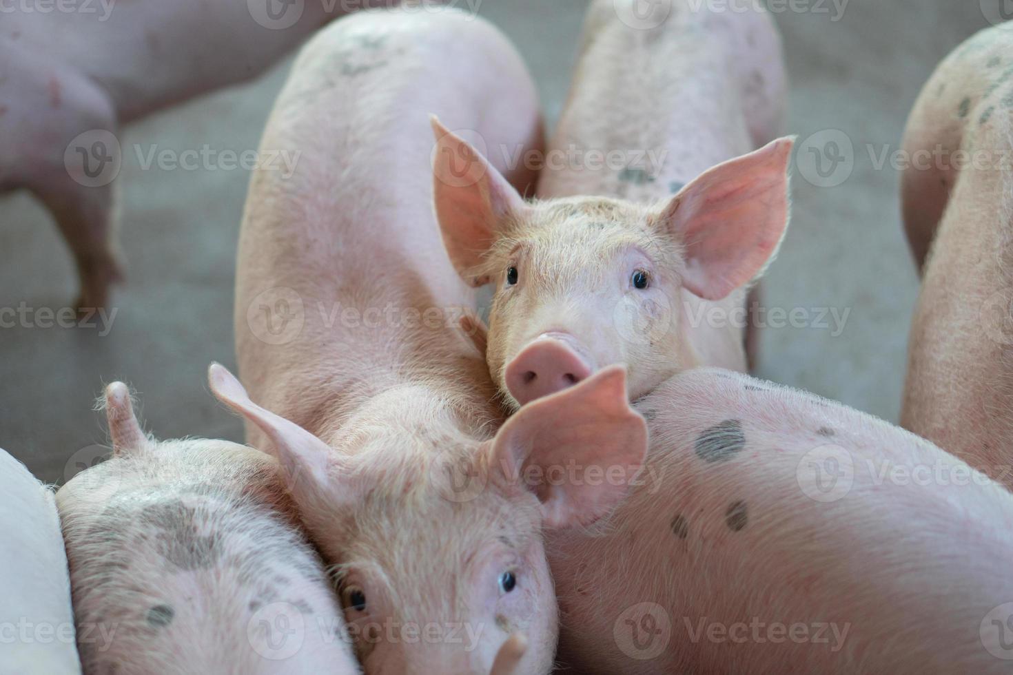 Group of pig that looks healthy in local ASEAN pig farm at livestock. The concept of standardized and clean farming without local diseases or conditions that affect pig growth or fecundity photo