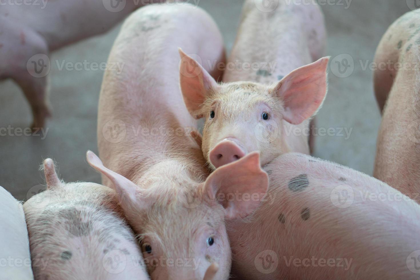 grupo de cerdos que se ven saludables en la granja local de cerdos asean en el ganado. el concepto de agricultura estandarizada y limpia sin enfermedades o condiciones locales que afecten el crecimiento o la fecundidad de los cerdos foto