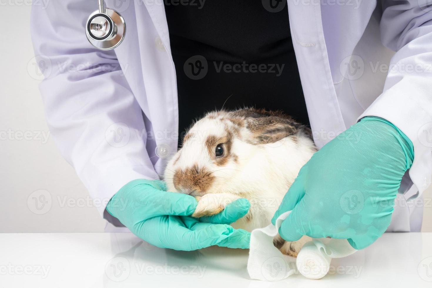 Veterinarians Using a bandage Wrap around the fluffy rabbit broken leg to welt the leg. Concept of animal healthcare with a professional in an animal hospital photo