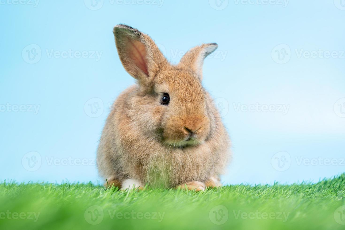 Furry and fluffy cute Black rabbit is Standing on two legs on Green grass and blue background and cleaning the front legs. Concept of rodent pet and easter. photo