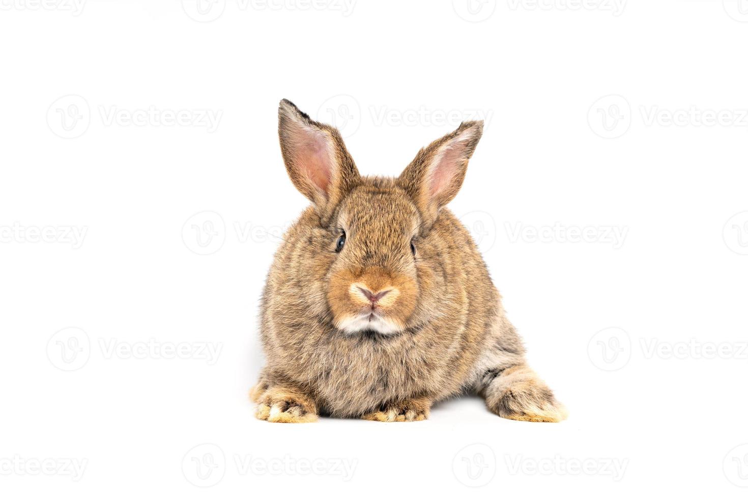 las orejas erguidas de conejo marrón rojo, peludas y esponjosas, están sentadas en la cámara, aisladas en fondo blanco. concepto de mascota roedor y pascua. foto