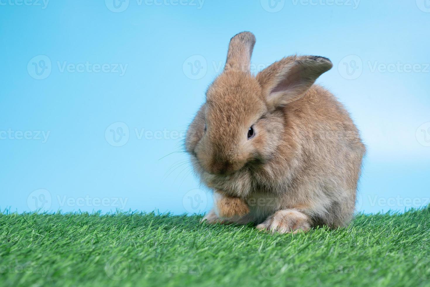 Furry and fluffy cute Black rabbit is Standing on two legs on Green grass and blue background and cleaning the front legs. Concept of rodent pet and easter. photo