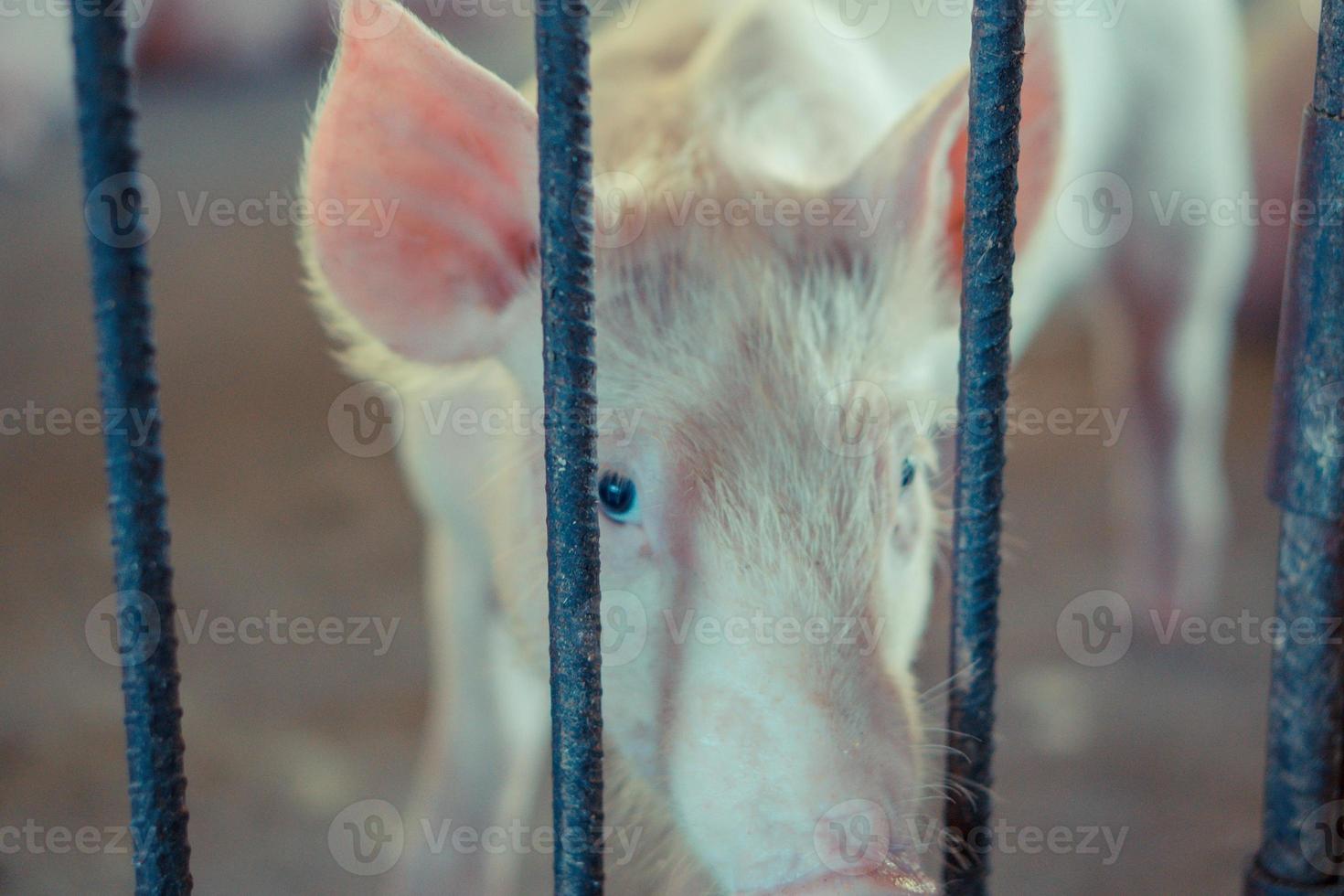 Group of pig that looks healthy in local ASEAN swine farm at livestock. The concept of standardized and clean farming without local diseases or conditions that affect piglet growth or fecundity photo