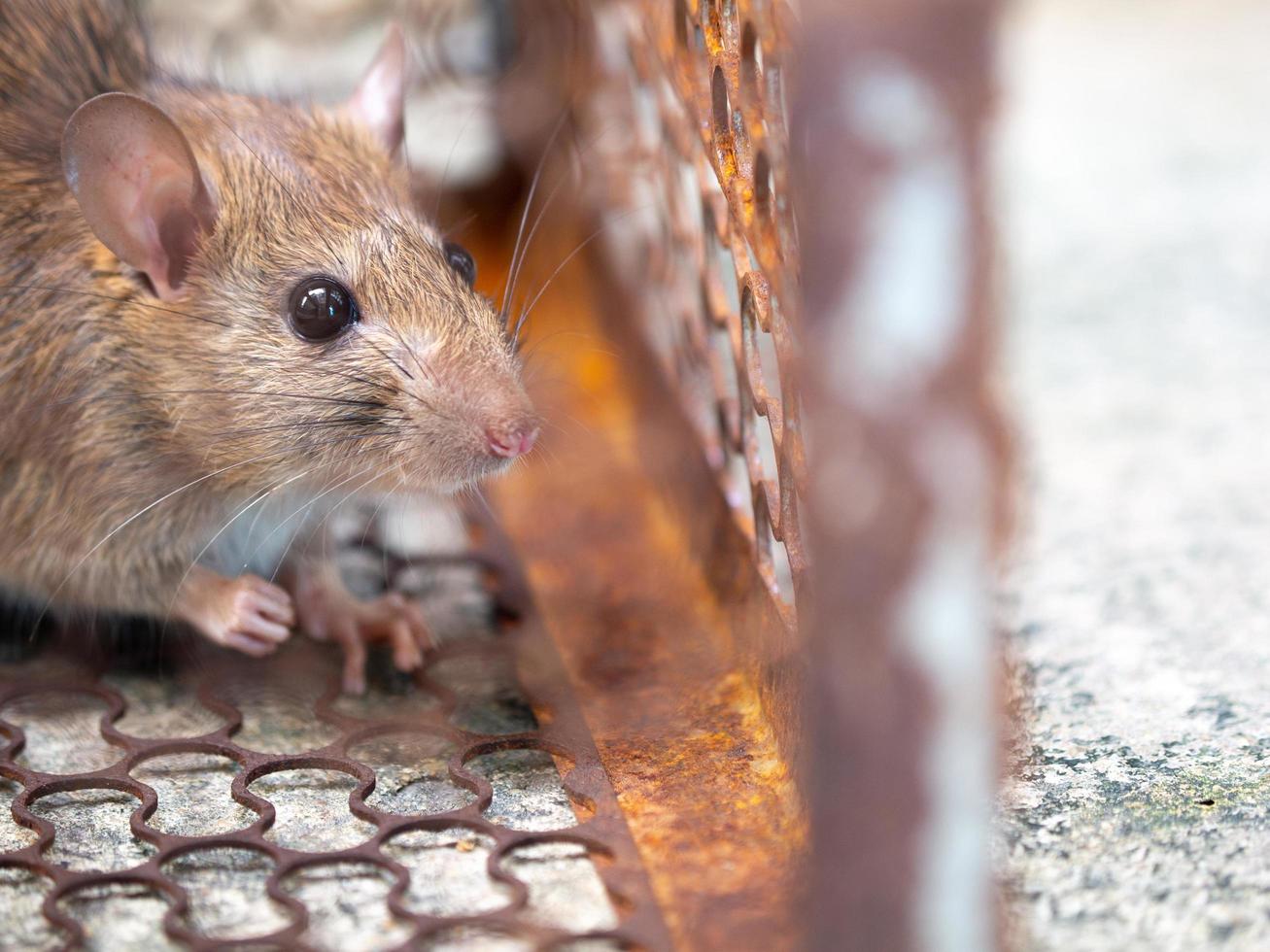 rata es atrapado en un trampa jaula o trampa. el sucio rata tiene contagio el enfermedad a humanos tal como leptospirosis, plaga. casas y viviendas debería no tener ratones. jaula atrapando controlar un rata foto