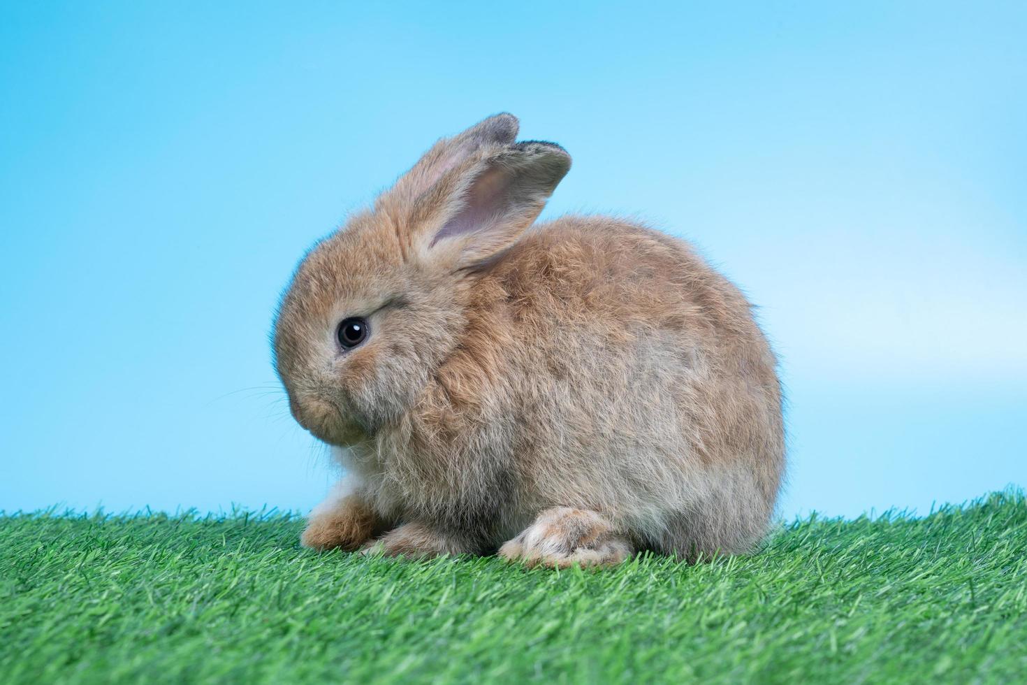 Furry and fluffy cute Black rabbit is sitting on green grass and blue background. Concept of rodent pet and easter. photo