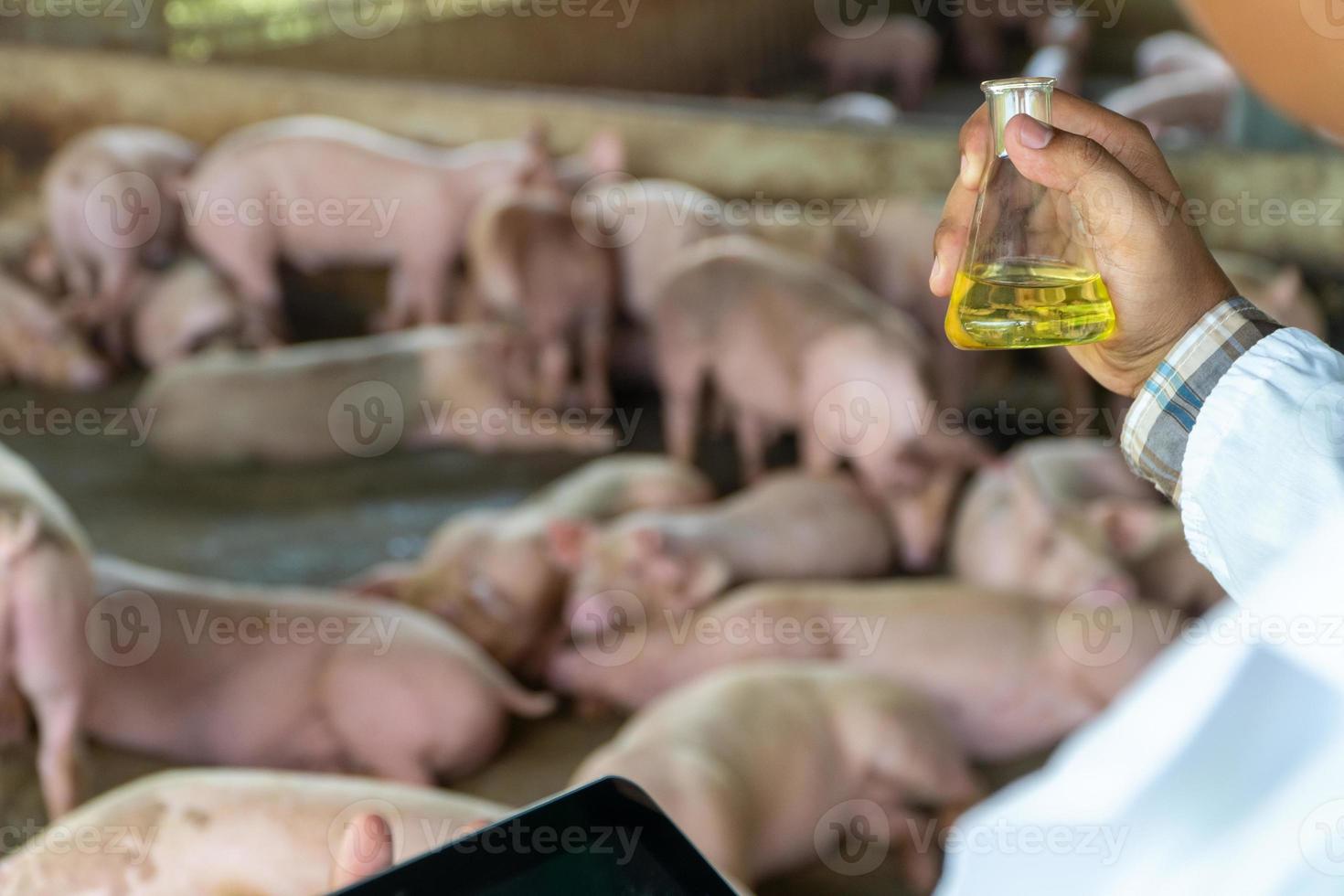 Rear View of veterinarian Doctor wearing a protective suit and holding an Erlenmeyer flask for checking Foot and Mouth Disease in pig farming. Concept of prevention of communicable diseases in animal photo