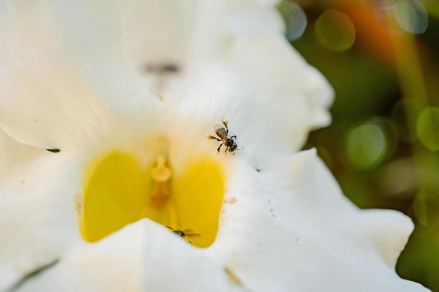 Little bee take nectar on the white flower, when spring season in the garden. The photo is suitable to use for animal wild life background, spring poster and nature content media.