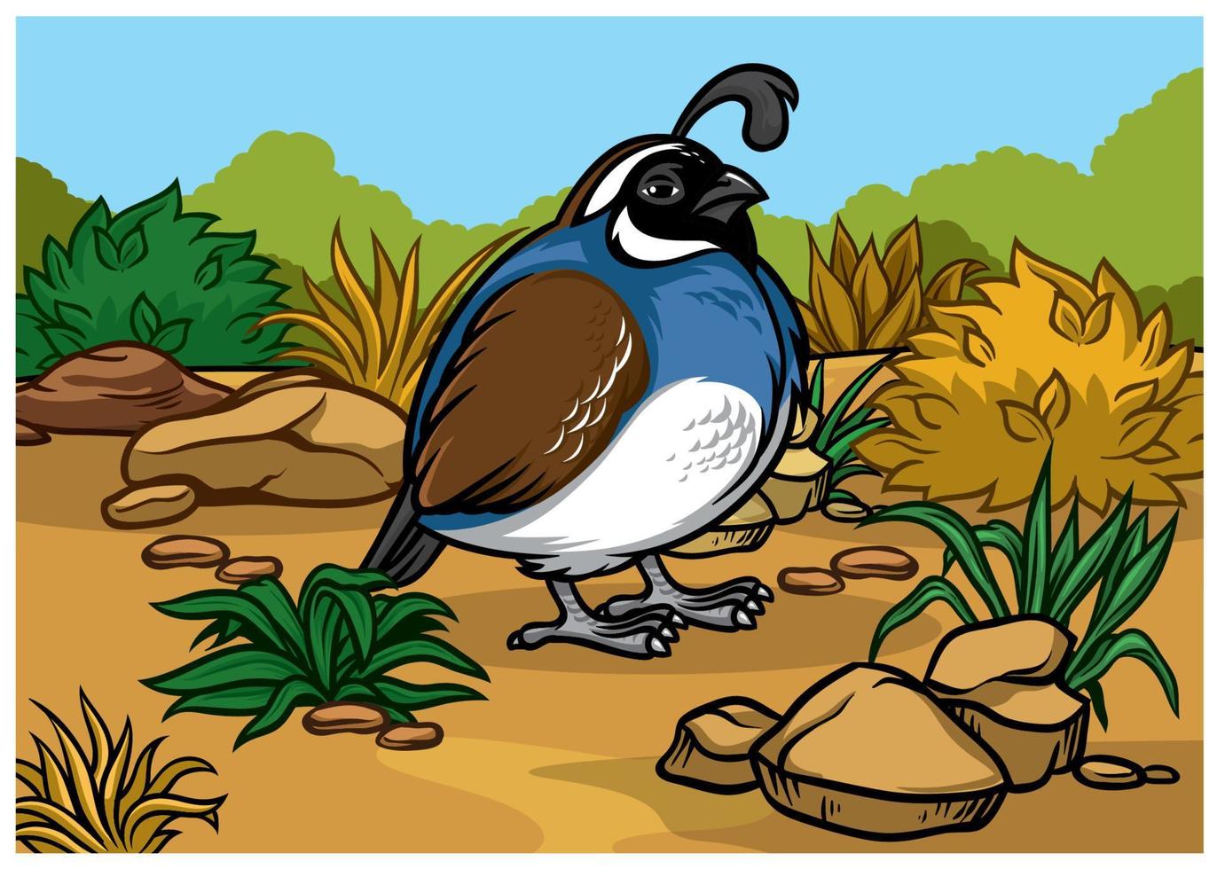 cartoon california Quail Bird in the nature vector