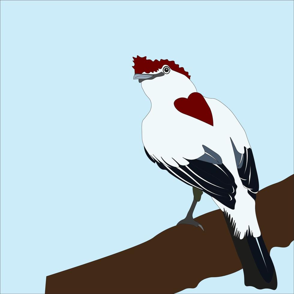 illustration of the beautiful bird manakin araripe which is an endangered species of bird from the manakin family vector