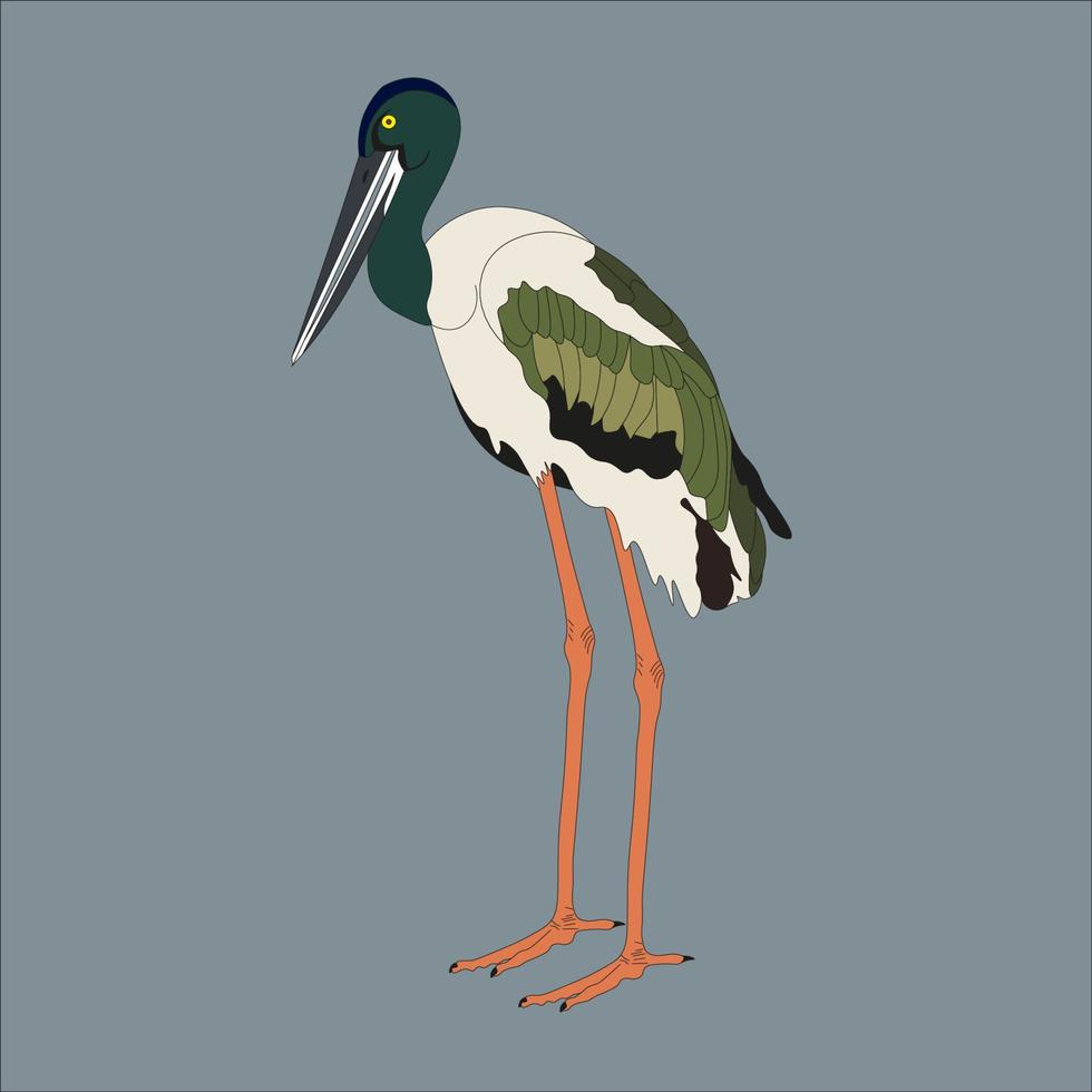 black necked strok illustration is a species of crane in the family Ciconiidae. This bird is spread in India, southeast Asia, New Guinea, and Australia. vector