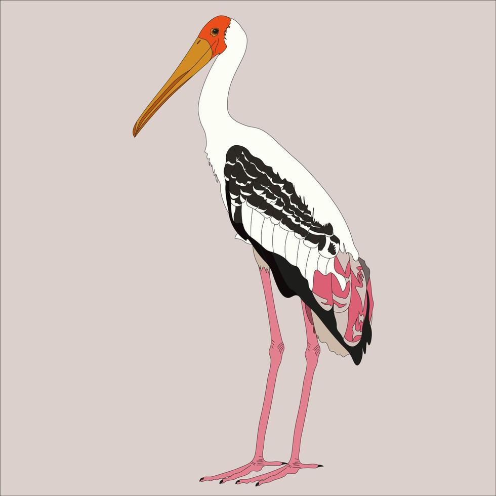 ilustración de un pintado cigüeña es un grande migratorio pájaro en el cigüeña familia. el característica característica de esta pájaro es ese eso tiene un rosado color en sus plumas. vector