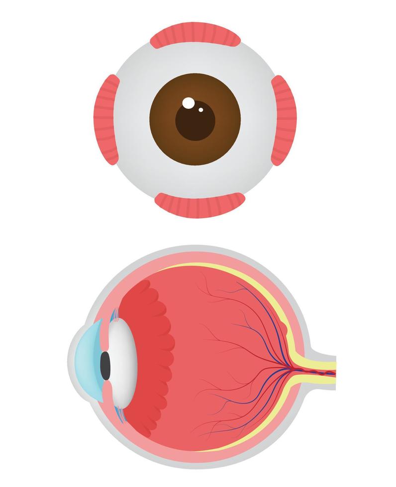 humano ojo anatomía. vector