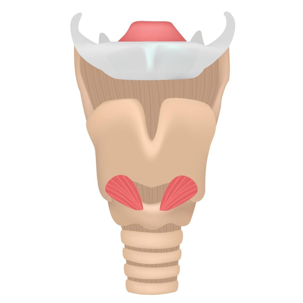 larynx of anatomy. vector