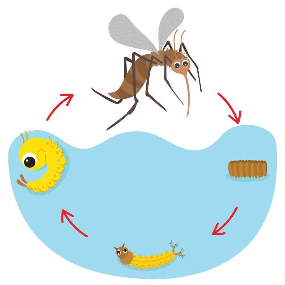 Life Cycle of the Mosquito. vector