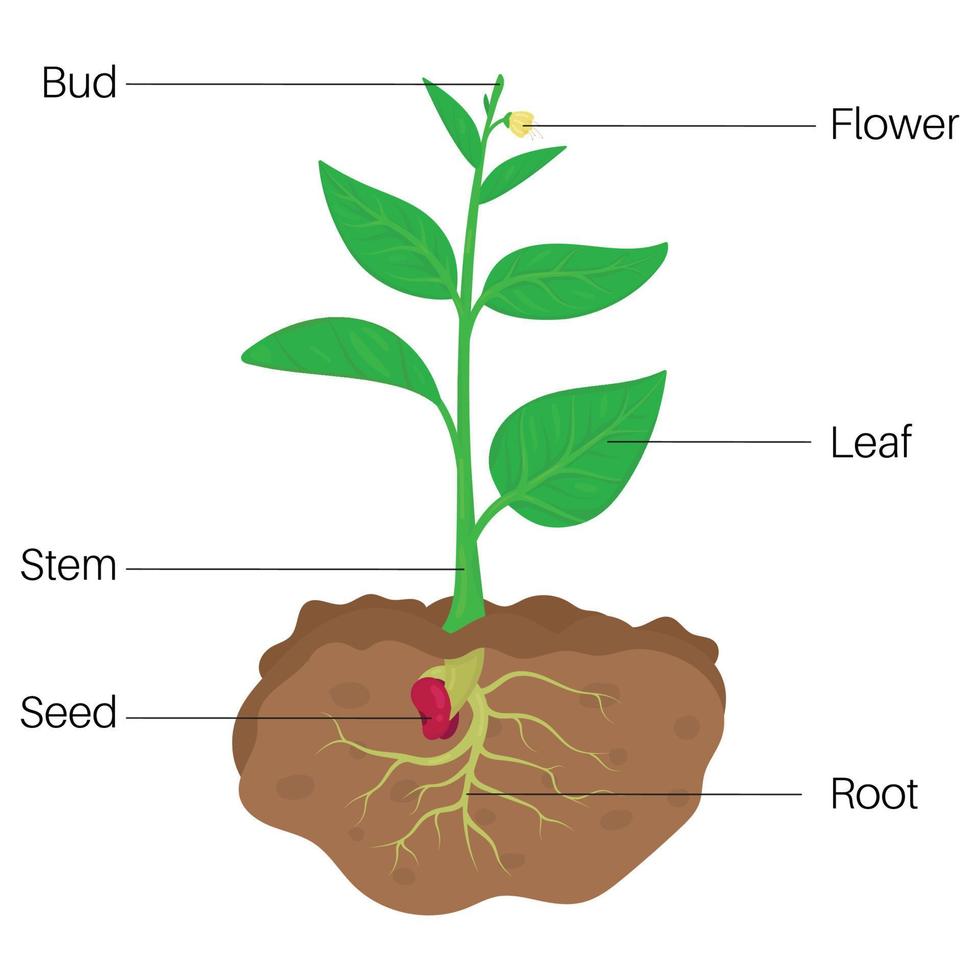 partes de planta diagrama. vector