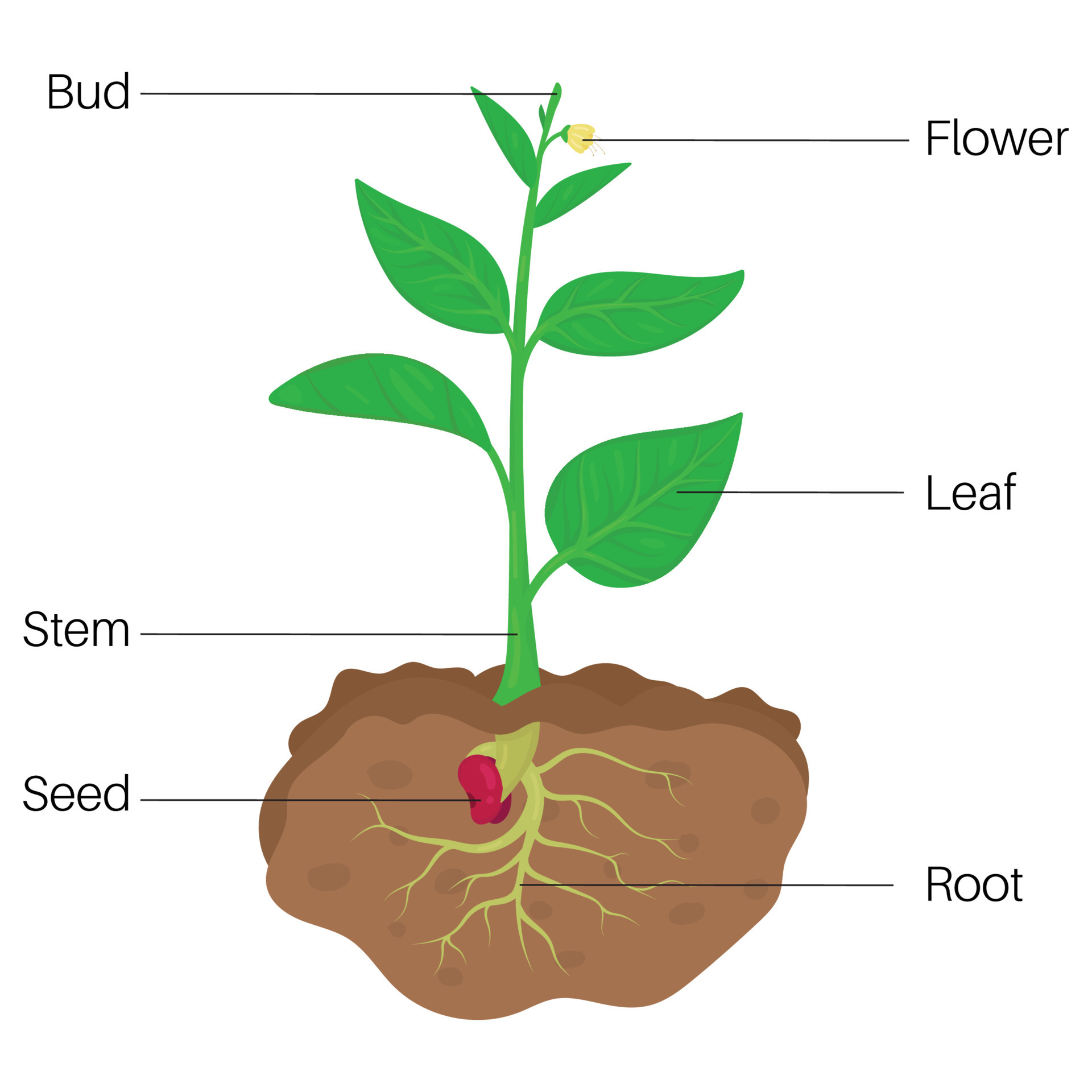Parts Of Plant Diagram 21775839 Vector Art At Vecteezy parts-of-plant-diagram-21775839-vector-art-at-vecteezy
