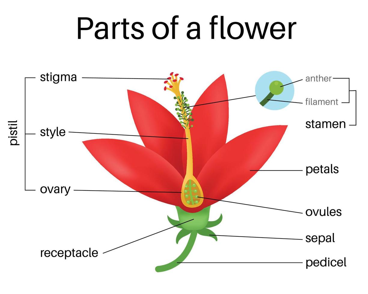 The Parts of a Flower. vector