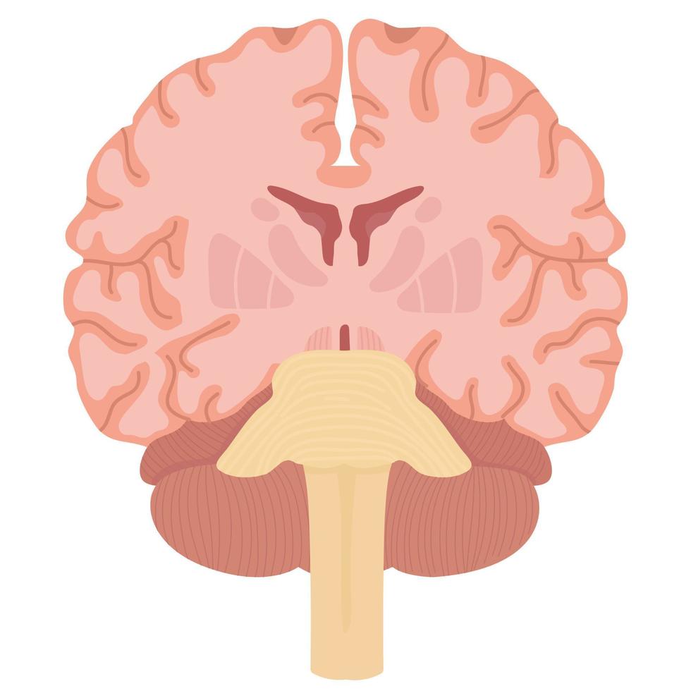 coronal sección cerebro. vector