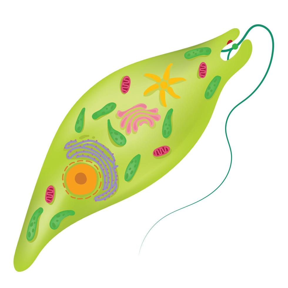 The structure of euglena. vector