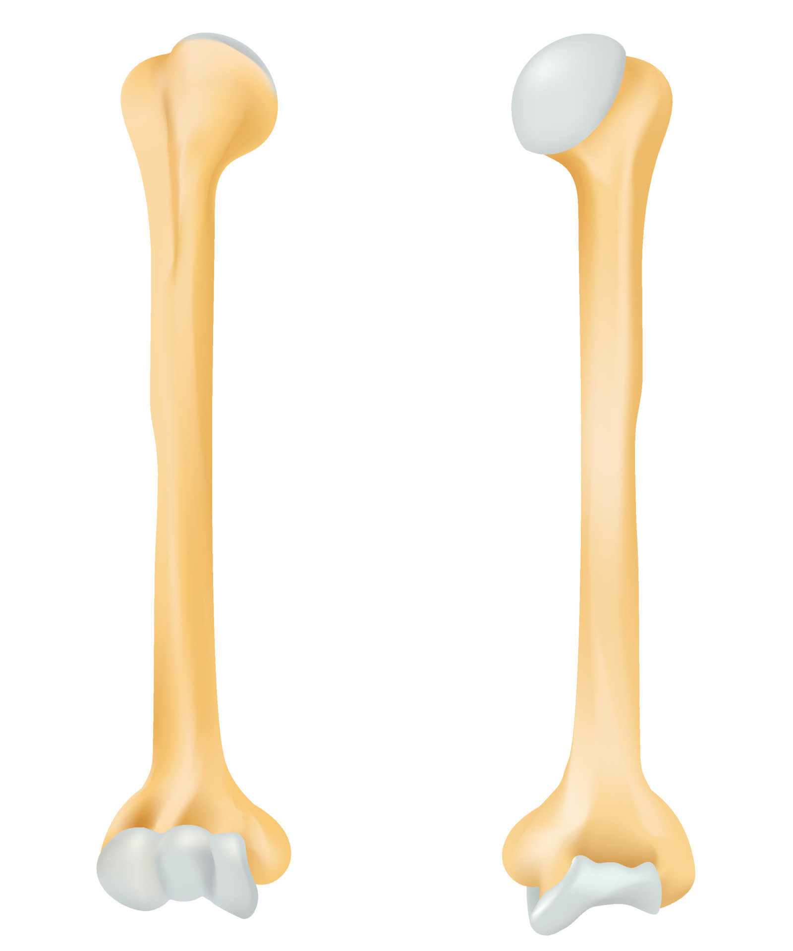 The humerus bone. 21775845 Vector Art at Vecteezy