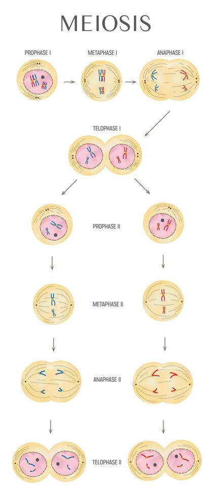 Meiosis in humans is a division process. vector