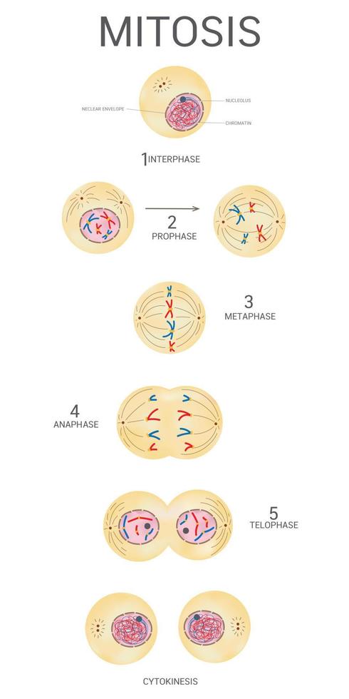 Mitosis is a single cell divides. vector