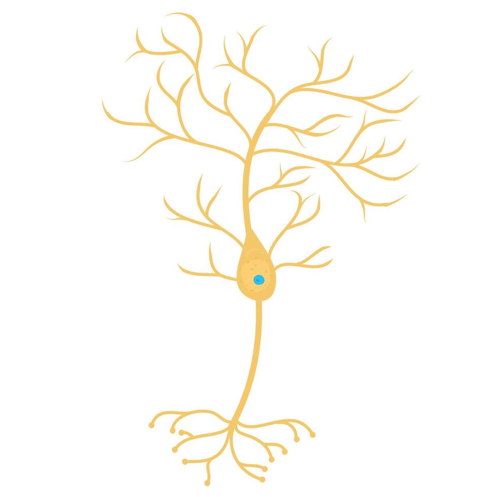 Pyramidal neurons cell. vector