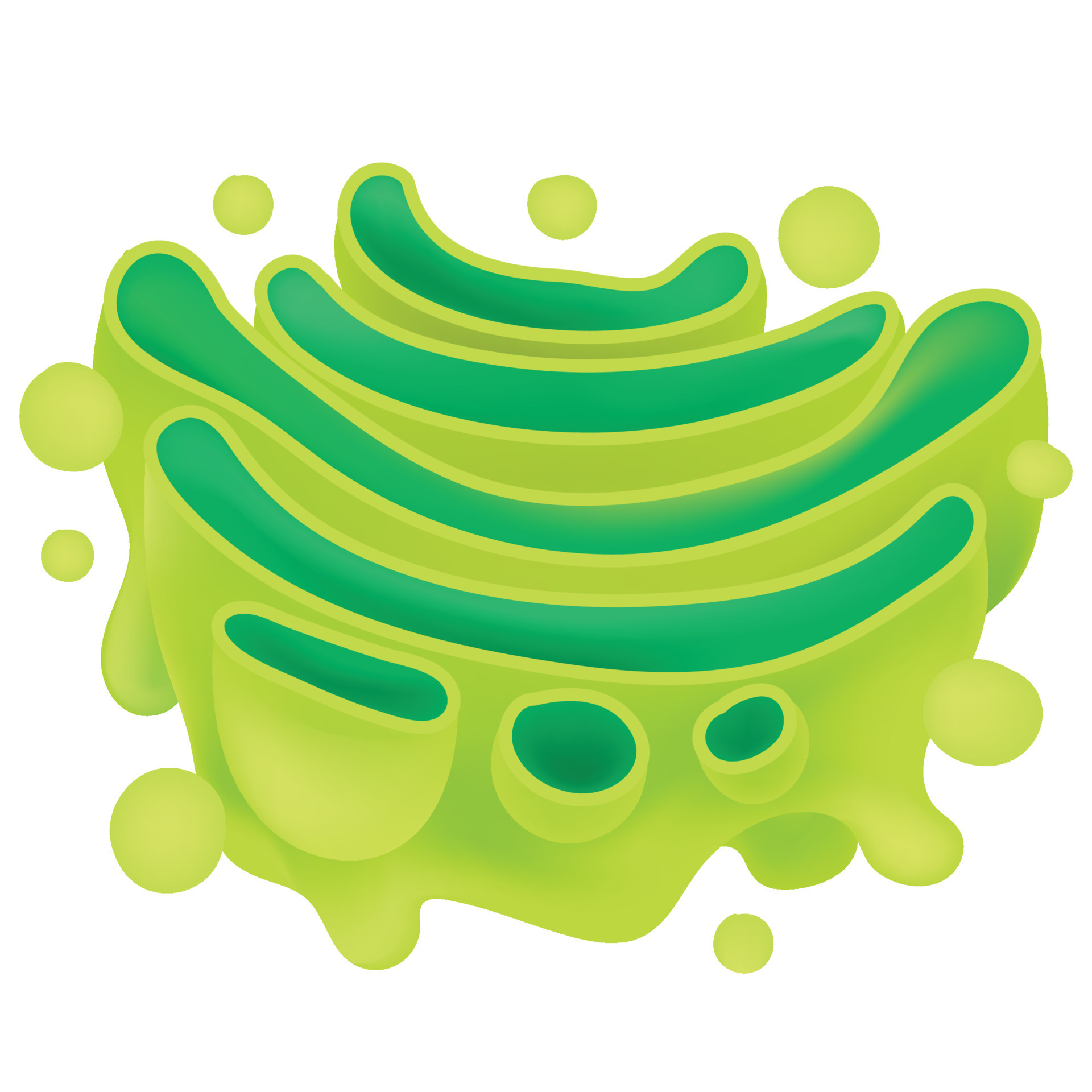 Structure of Golgi Apparatus. 21775876 Vector Art at Vecteezy