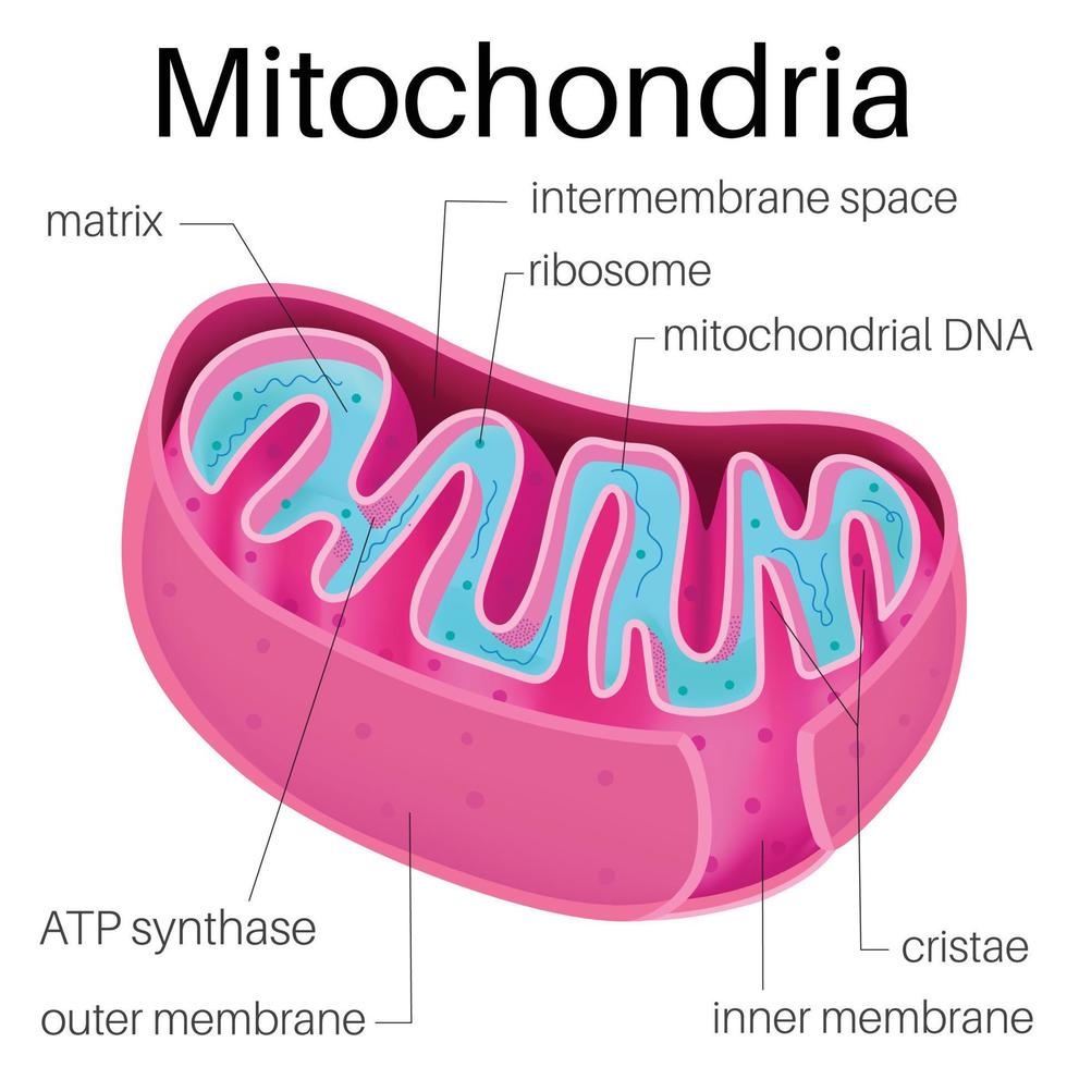 mitochondria is an organelle found in the cells. vector