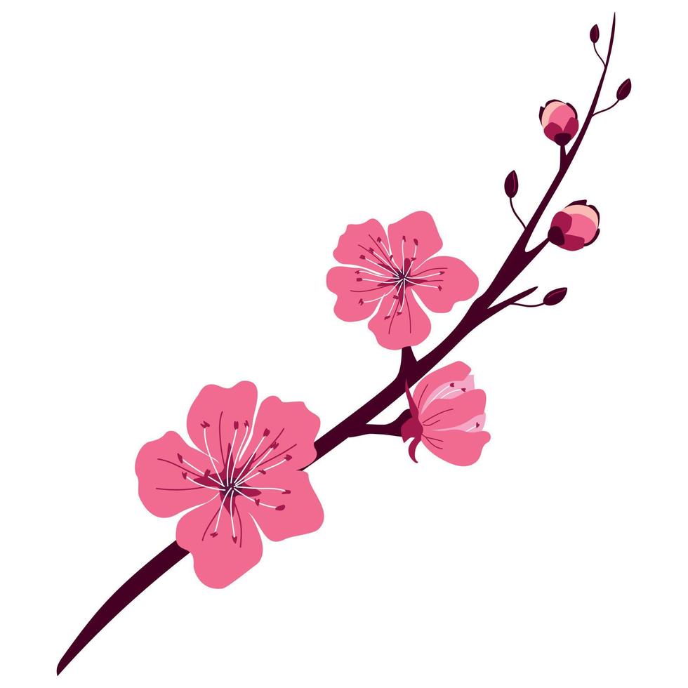 A branch of beautiful spring cherry blossoms vector