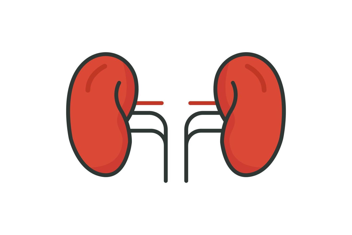 Kidney icon illustration. icon related to human organ. Flat line icon style, lineal color. Simple vector design editable