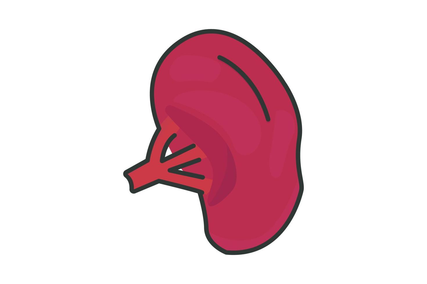 Spleen icon illustration. icon related to human organ. Flat line icon style, lineal color. Simple vector design editable