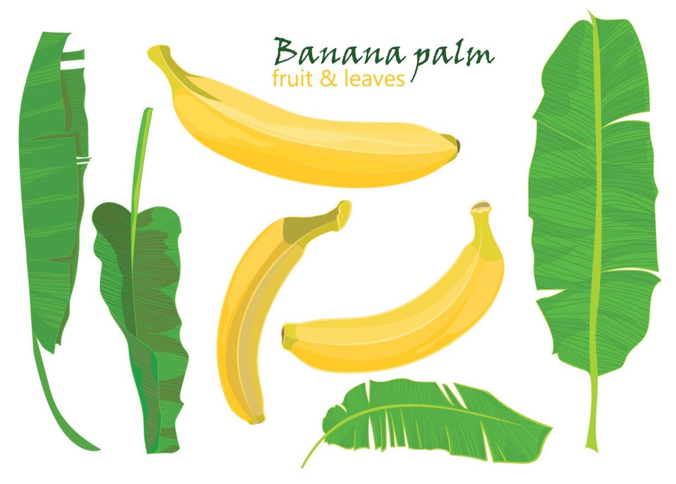 Branch tropical palm banana leaves and fruits. realistic drawing in flat color style. isolated on white background. vector