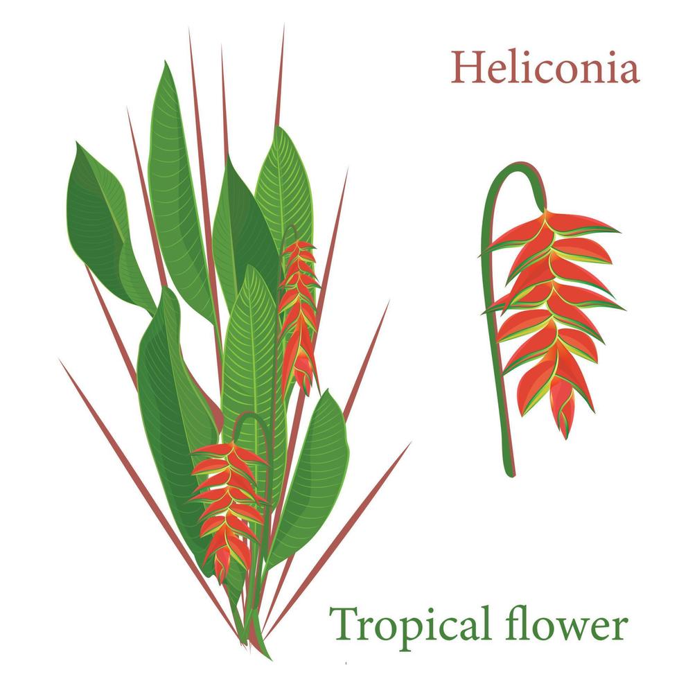 Branch tropical heliconia flower leaves. Watercolor realistic drawing in flat color style. isolated on white background vector