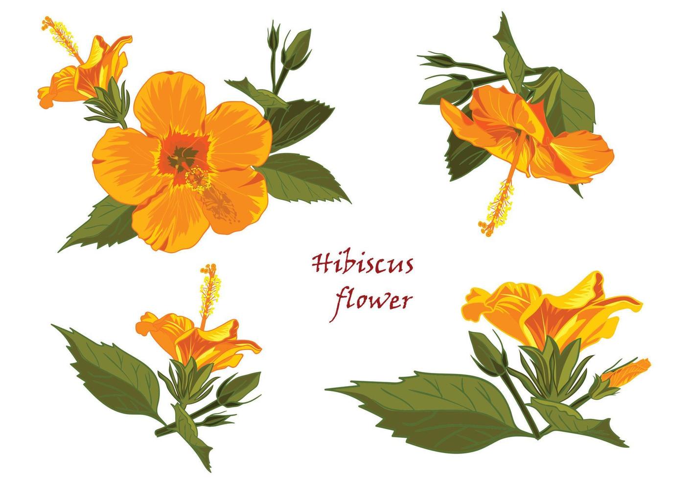 conjunto de amarillo hibisco flores en realista dibujado a mano estilo aislado en blanco antecedentes vector