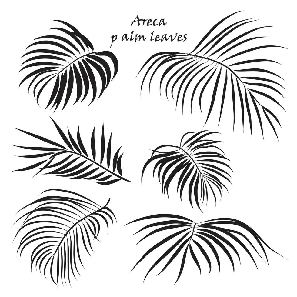 rama tropical palma areca hojas. en negro colores, aislado en blanco antecedentes. vector