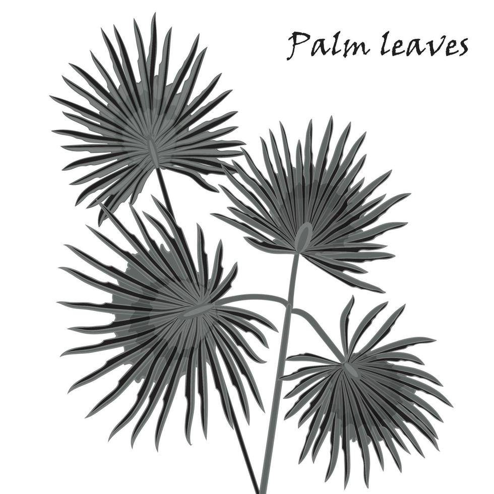 Silhouette tropical palm leaves black isolated on white background. vector