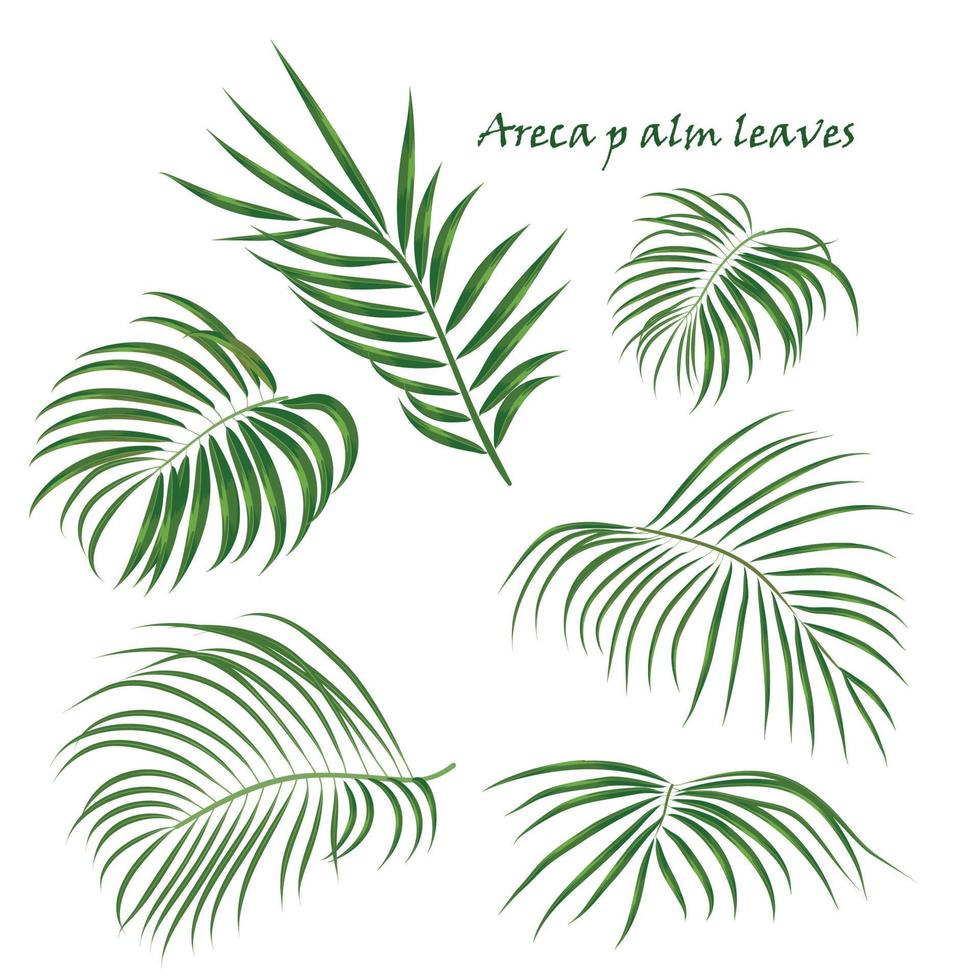 Branch tropical palm areca leaves. realistic drawing in flat color style. isolated on white background. vector