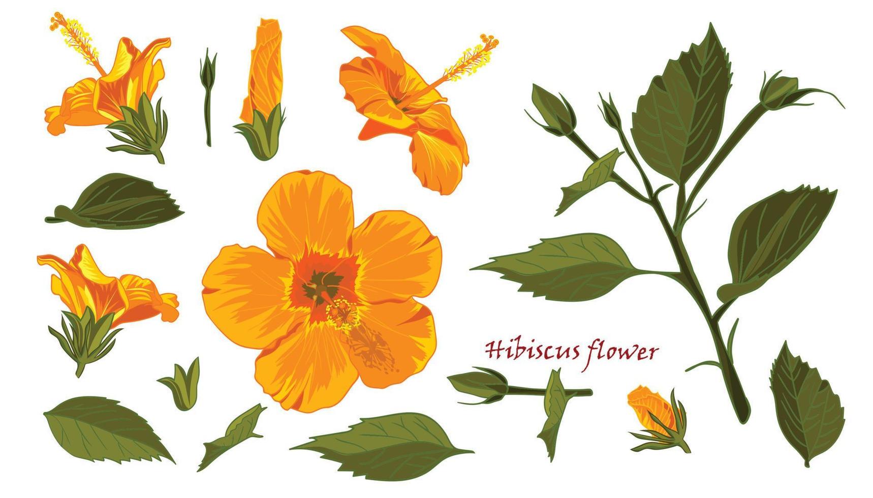 Set of yellow hibiscus flowers in realistic hand-drawn style isolated on white background vector