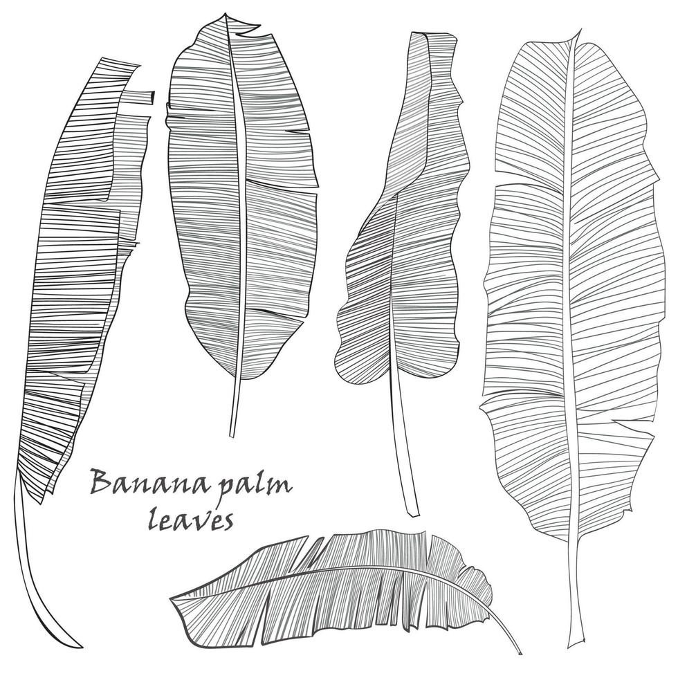 conjunto de silueta tropical plátano palma hojas verde aislado en blanco antecedentes. vector